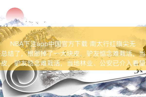 NBA下注app中国官方下载 南太行红旗尖无语消散的小松树被暗暗还总结了，根部掉了一大块皮，驴友惦念难栽活，当地林业、公安已介入看望